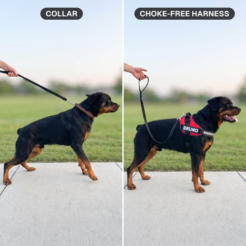 Side by side: a dog straining against a flat collar, and the same dog walking relaxed in the Choke-Free Harness