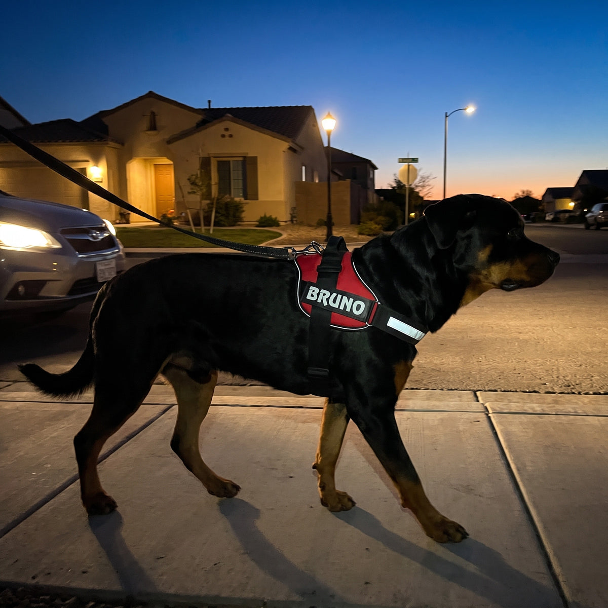 Dog walking at dusk in the Choke-Free Harness with reflective straps